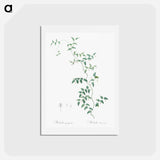 アートポストカード-Bridal creeper illustration - ピエール ジョゼフ ルドゥーテ Postcard.