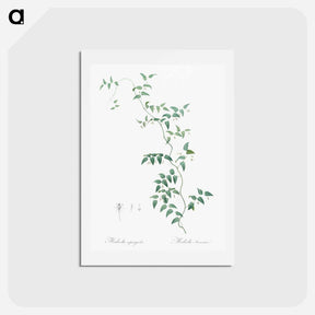 アートポストカード-Bridal creeper illustration - ピエール ジョゼフ ルドゥーテ Postcard.