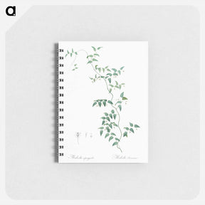 アートメモ帳-Bridal creeper illustration - ピエール ジョゼフ ルドゥーテ Memo.