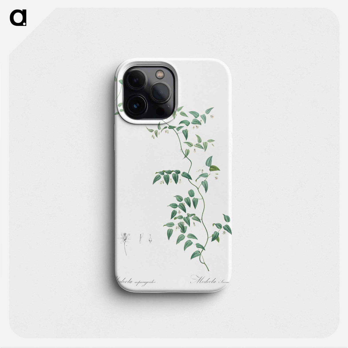 Bridal creeper illustration - ピエール ジョゼフ ルドゥーテ Phone Case.