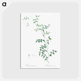 アートポストカード-Bridal creeper illustration - ピエール ジョゼフ ルドゥーテ Postcard.
