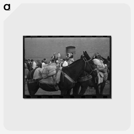 アートポストカード-Silverton Burro Contest
 - ラッセル リー Postcard.