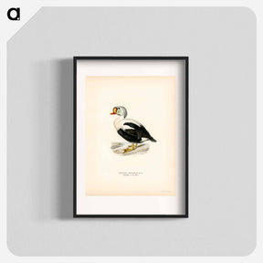 アートポスター-King Eider
 - スヴェンスカ フォグラル Poster.