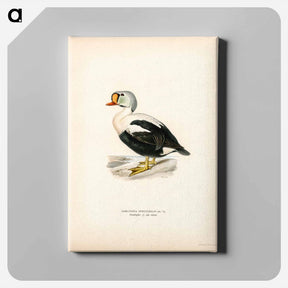 アートパネル-King Eider
 - スヴェンスカ フォグラル Canvas.