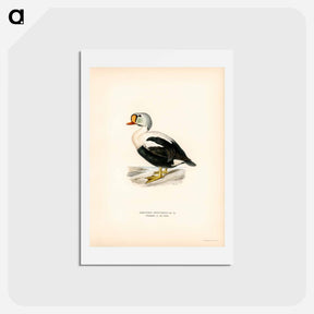 アートポストカード-King Eider
 - スヴェンスカ フォグラル Postcard.