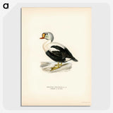 2-71_Svenska-Faglar_picture-crop