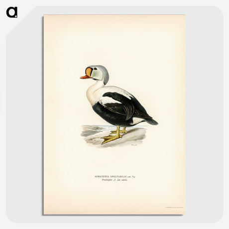 2-71_Svenska-Faglar_picture-crop