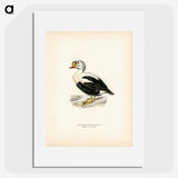 2-71_Svenska-Faglar_picture