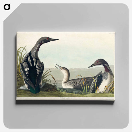 アートパネル-Black-Throated Diver
 - アメリカの鳥たち Canvas.