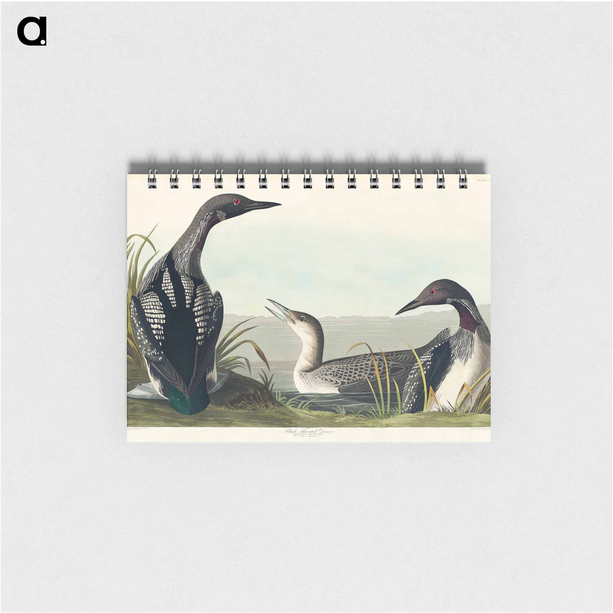 アートメモ帳-Black-Throated Diver
 - アメリカの鳥たち Memo.