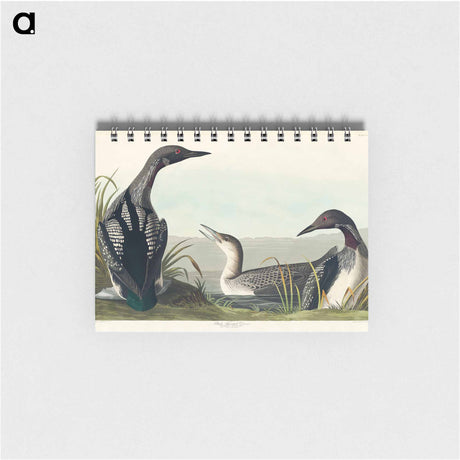 アートメモ帳-Black-Throated Diver
 - アメリカの鳥たち Memo.