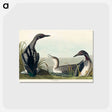 アートポストカード-Black-Throated Diver
 - アメリカの鳥たち Postcard.