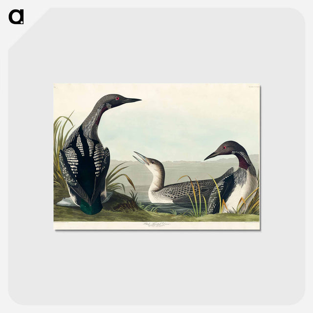 アートポストカード-Black-Throated Diver
 - アメリカの鳥たち Postcard.