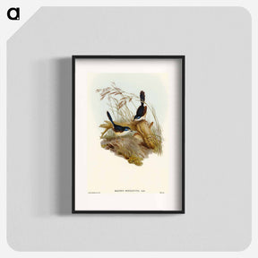 アートポスター-Fawn-breasted Superb Warbler
 - オーストラリアの鳥 Poster.