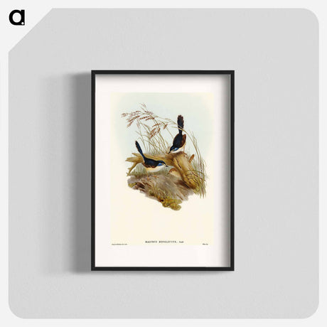 アートポスター-Fawn-breasted Superb Warbler
 - オーストラリアの鳥 Poster.