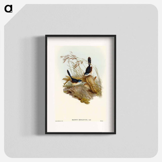 アートポスター-Fawn-breasted Superb Warbler
 - オーストラリアの鳥 Poster.
