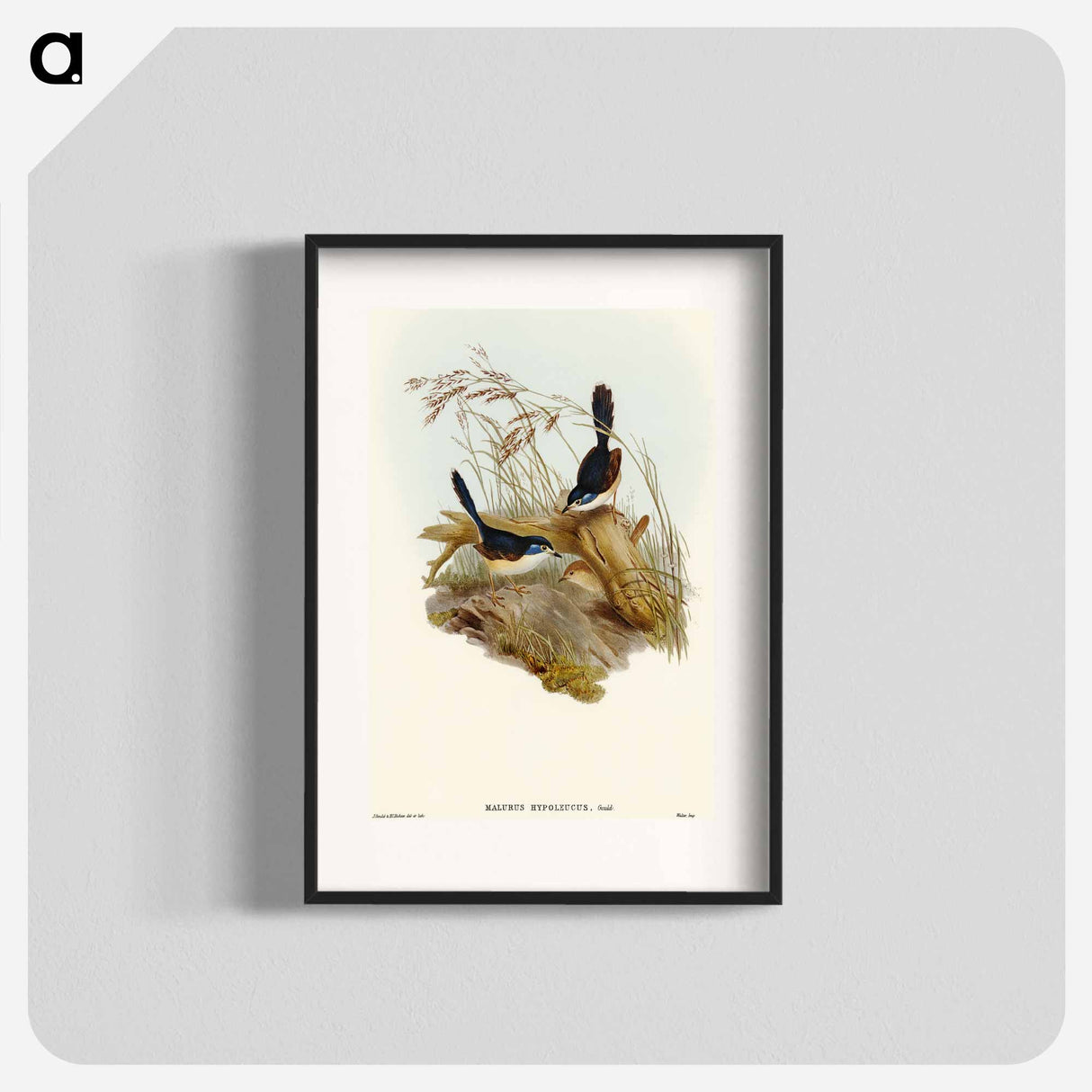 Fawn-breasted Superb Warbler
 - オーストラリアの鳥 Poster.