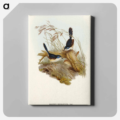 アートパネル-Fawn-breasted Superb Warbler
 - オーストラリアの鳥 Canvas.