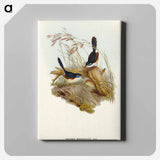 Fawn-breasted Superb Warbler
 - オーストラリアの鳥 Canvas.