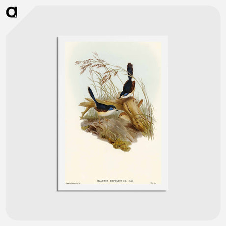 アートポストカード-Fawn-breasted Superb Warbler
 - オーストラリアの鳥 Postcard.
