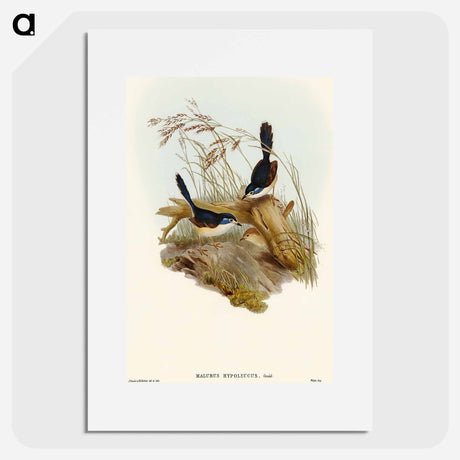 アートポスター-Fawn-breasted Superb Warbler
 - オーストラリアの鳥 Poster.