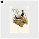アートポストカード-Fawn-breasted Superb Warbler
 - オーストラリアの鳥 Postcard.