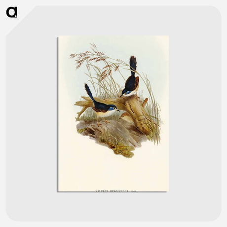 アートポストカード-Fawn-breasted Superb Warbler
 - オーストラリアの鳥 Postcard.