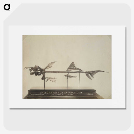 2-71_The-Burton-Brothers_picture
