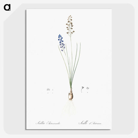 2-71_The-Lilies_picture-crop
