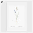 2-71_The-Lilies_picture