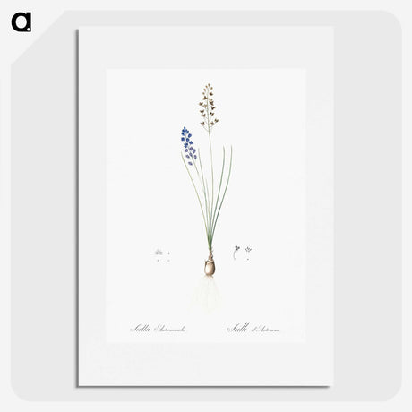 2-71_The-Lilies_picture