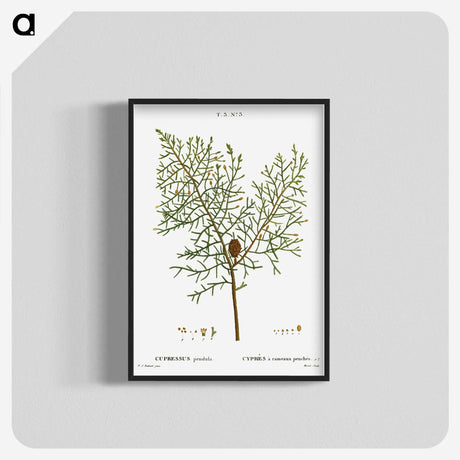 2-71_Treatise-on-Trees-and-Shrubs_blk-crop