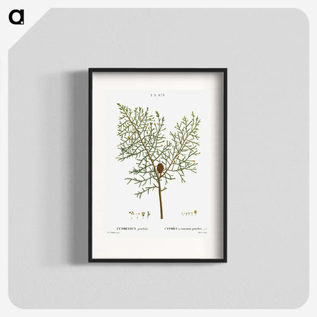 2-71_Treatise-on-Trees-and-Shrubs_blk