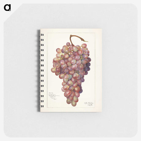 2-71_USDA-Watercolor-Fruit-Painting-Collection_memo