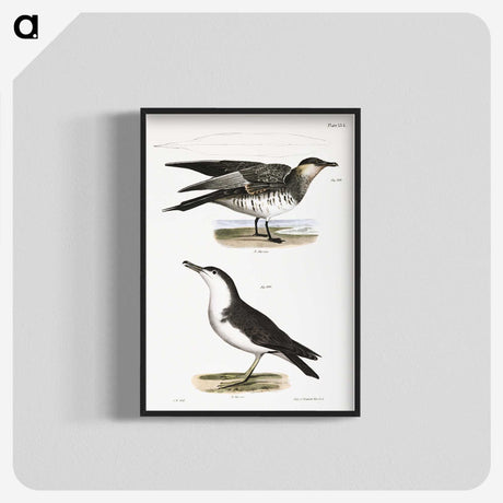 2-71_Zoology-of-New-York_blk-crop
