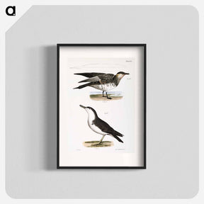 アートポスター-Richardson's Hawk Gull (Lestris richardsoni) 294. Little Shearwater (Puffinus cinereus) illustration from Zoology of New York by - ニューヨークの動物学 Poster.