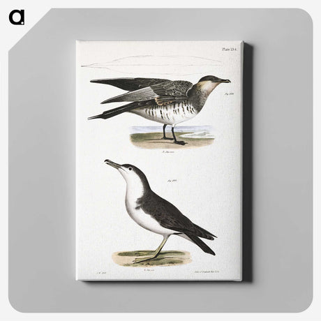 2-71_Zoology-of-New-York_canvas