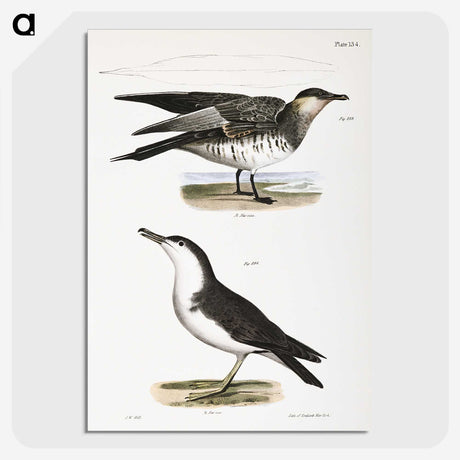 2-71_Zoology-of-New-York_picture-crop