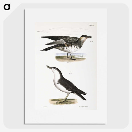 2-71_Zoology-of-New-York_picture
