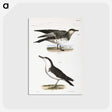2-71_Zoology-of-New-York_postcard