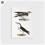 2-71_Zoology-of-New-York_postcard