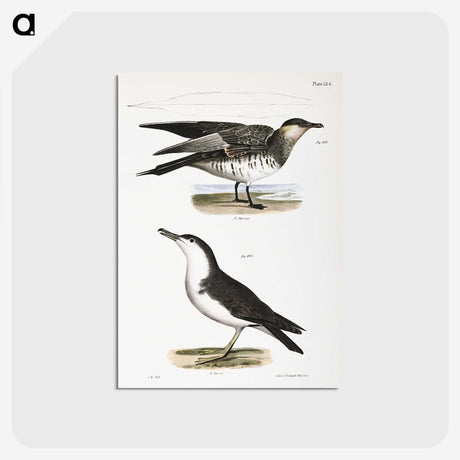 2-71_Zoology-of-New-York_postcard