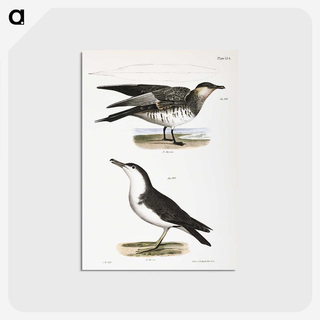 2-71_Zoology-of-New-York_postcard