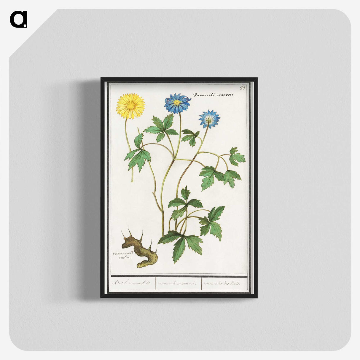 2-72_Anselmus-Boetius-de-Boodt_blk-crop