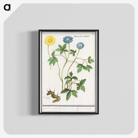 2-72_Anselmus-Boetius-de-Boodt_blk-crop