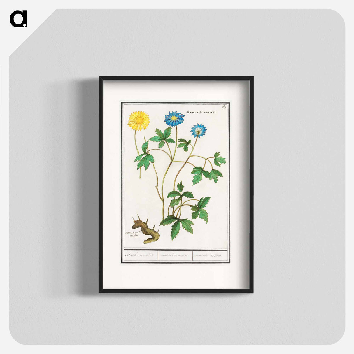 Wood anemone - アンセルムス ボエティウス デ ブート Poster.