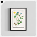 Wood anemone - アンセルムス ボエティウス デ ブート Poster.
