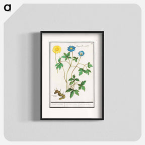 アートポスター-Wood anemone - アンセルムス ボエティウス デ ブート Poster.
