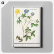 2-72_Anselmus-Boetius-de-Boodt_canvas