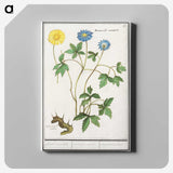 2-72_Anselmus-Boetius-de-Boodt_canvas